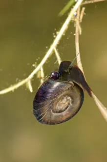 Great Ramshorn Snail -Planorbarius corneus-, with a tube-like organ visible on the left side of the head, siphon Great Ramshorn Snail -Planorbarius corneus-, with a tube-like organ visible on the left side of the head, siphon