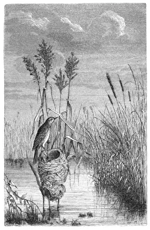 Great reed warbler (Acrocephalus arundinaceus) Great reed warbler (Acrocephalus arundinaceus)