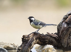 Great Tit (Parus major) , Species (Paridae) . On a trunk on the water, Spain Great Tit (Parus major) , Species (Paridae) . On a trunk on the water, Spain