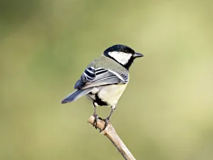 Great Tit, (Parus major, standing on a branch . Spain, Europe Great Tit, (Parus major, standing on a branch . Spain, Europe