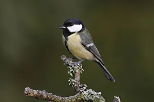 Great Tit -Parus montanus- perched on a branch, Neunkirchen, Siegerland district, North Rhine-Westphalia, Germany Great Tit -Parus montanus- perched on a branch, Neunkirchen, Siegerland district, North Rhine-Westphalia, Germany