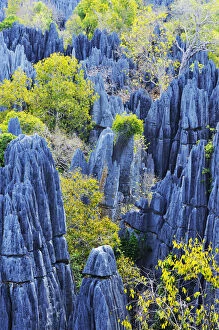 Tsingy de Bemaraha Strict Nature Reserve Collection: Great Tsingy, UNESCO World Heritage Site, karst landscape with striking limestone formations