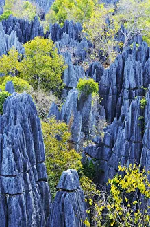 Great Tsingy, UNESCO World Heritage Site, karst landscape with striking limestone formations Great Tsingy, UNESCO World Heritage Site, karst landscape with striking limestone formations