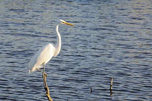 Great white egret, Ardea alba, perched on dead tree. Everglades National Park, Florida Great white egret, Ardea alba, perched on dead tree. Everglades National Park, Florida