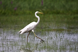 Great White Egret -Casmerodius albus-, walking through a swampy meadow Great White Egret -Casmerodius albus-, walking through a swampy meadow