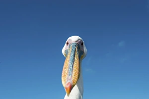 Great White Pelican -Pelecanus onocrotalus-, portrait, Walvis Bay, Namibia Great White Pelican -Pelecanus onocrotalus-, portrait, Walvis Bay, Namibia