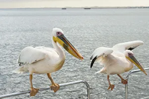 Two Great White Pelicans -Pelecanus onocrotalus- on a railing in Walvis Bay, Namibia Two Great White Pelicans -Pelecanus onocrotalus- on a railing in Walvis Bay, Namibia
