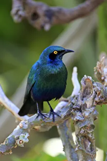 Greater blue-eared starling -Lamprotornis chalybaeus-, adult on tree, Kruger National Park, South Africa Greater blue-eared starling -Lamprotornis chalybaeus-, adult on tree, Kruger National Park, South Africa