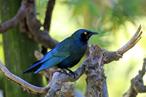Greater blue-eared starling -Lamprotornis chalybaeus-, adult on tree, Kruger National Park, South Africa Greater blue-eared starling -Lamprotornis chalybaeus-, adult on tree, Kruger National Park, South Africa