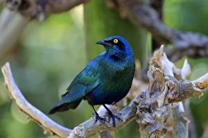 Greater blue-eared starling -Lamprotornis chalybaeus-, adult on tree, Kruger National Park, South Africa Greater blue-eared starling -Lamprotornis chalybaeus-, adult on tree, Kruger National Park, South Africa
