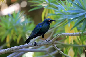 Greater blue-eared starling -Lamprotornis chalybaeus-, adult on tree, Kruger National Park, South Africa Greater blue-eared starling -Lamprotornis chalybaeus-, adult on tree, Kruger National Park, South Africa