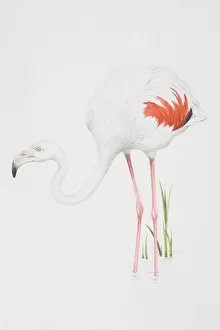 Collections/dorling kindersley prints/greater flamingo phoenicopterus ruber Collections/dorling kindersley prints/greater flamingo phoenicopterus ruber