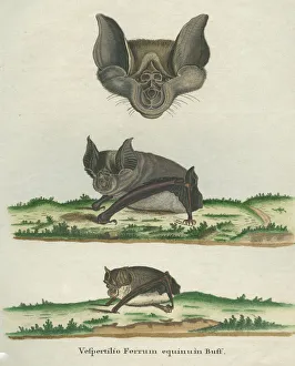 Greater Horseshoe Bat Greater Horseshoe Bat