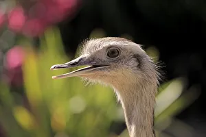 Greater Rhea -Rhea americana-, adult, native to South America, captive Greater Rhea -Rhea americana-, adult, native to South America, captive