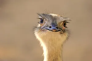 Greater Rhea -Rhea americana-, adult, native to South America, captive Greater Rhea -Rhea americana-, adult, native to South America, captive