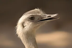 Greater Rhea -Rhea americana-, adult, native to South America, captive Greater Rhea -Rhea americana-, adult, native to South America, captive