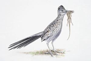 Greater Roadrunner, Geococcyx californianus, bird eating lizard Greater Roadrunner, Geococcyx californianus, bird eating lizard