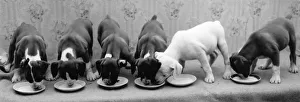 Greedy Pup Greedy Pup