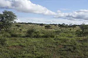 green African safari landscape , south Africa green African safari landscape , south Africa