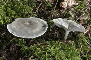 Green-blue Aniseed Toadstool -Clitocybe odora-, Untergroningen, Abtsgmuend, Baden-Wurttemberg, Germany Green-blue Aniseed Toadstool -Clitocybe odora-, Untergroningen, Abtsgmuend, Baden-Wurttemberg, Germany