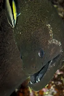 Underwater Sea Life Images Prints: Green Moray Eel Being Cleaned