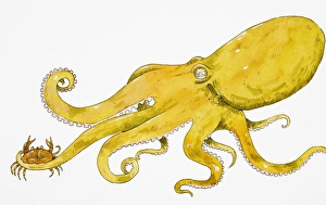 Green Octopus gripping crab in one of its tentacles Green Octopus gripping crab in one of its tentacles