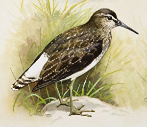 Green Sandpiper (Tringa ochropus), standing, side view Green Sandpiper (Tringa ochropus), standing, side view