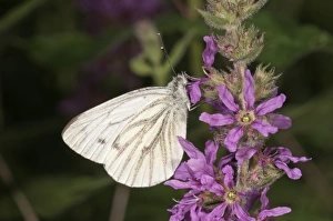 Green-veined White -Pieris napi- seeking nectar from a Purple Loosestrife Green-veined White -Pieris napi- seeking nectar from a Purple Loosestrife