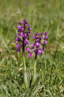 Green-winged orchid or Green-veined orchid -Anacamptis morio, Orchis morio-, flowering Green-winged orchid or Green-veined orchid -Anacamptis morio, Orchis morio-, flowering