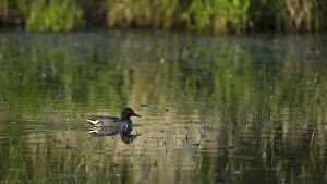 Green-winged Teal (Anas crecca) drake, Baskett Slough National Wildlife Refuge, Oregon Green-winged Teal (Anas crecca) drake, Baskett Slough National Wildlife Refuge, Oregon