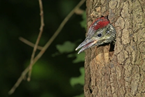 Green Woodpecker -Picus viridis-, young looking out of the tree hole, Germany Green Woodpecker -Picus viridis-, young looking out of the tree hole, Germany
