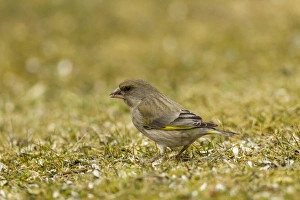 Greenfinch -Carduelis chloris-, Hesse, Germany Greenfinch -Carduelis chloris-, Hesse, Germany