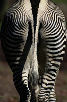 Grevys zebra (Equus grevyi), hindquarters