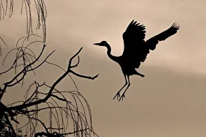 Grey heron (Ardea cinerea) on approach to tree at dawn, Hesse, Germany Grey heron (Ardea cinerea) on approach to tree at dawn, Hesse, Germany
