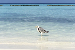 Grey Heron -Ardea cinerea- on the beach of a Maldivian island, Kurendhoo Island, Lhaviyani Atoll, Maldives Grey Heron -Ardea cinerea- on the beach of a Maldivian island, Kurendhoo Island, Lhaviyani Atoll, Maldives