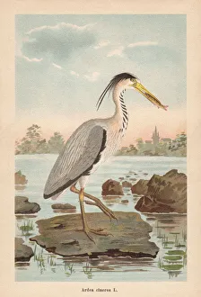 Grey heron (Ardea cinerea), chromolithograph, published in 1896 Grey heron (Ardea cinerea), chromolithograph, published in 1896