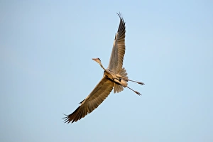 Grey Heron -Ardea cinerea-, in flight, North Rhine-Westphalia, Germany Grey Heron -Ardea cinerea-, in flight, North Rhine-Westphalia, Germany