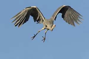 Grey Heron (Ardea cinerea) in flight, Hesse, Germany Grey Heron (Ardea cinerea) in flight, Hesse, Germany