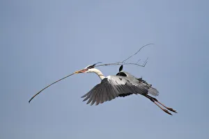 Grey Heron -Ardea cinerea- in flight with nesting material in beak Grey Heron -Ardea cinerea- in flight with nesting material in beak