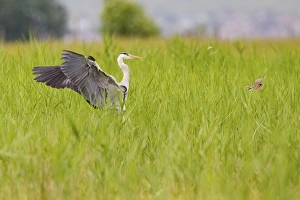 Grey Heron -Ardea cinerea- landing in the reeds shooing away a Reed Bunting -Emberiza Grey Heron -Ardea cinerea- landing in the reeds shooing away a Reed Bunting -Emberiza