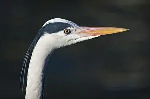 Grey Heron -Ardea cinerea-, portrait, captive Grey Heron -Ardea cinerea-, portrait, captive