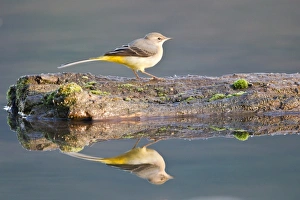 Grey Wagtail -Motacilla cinerea- perched on dead wood reflected in the water, Hesse, Germany Grey Wagtail -Motacilla cinerea- perched on dead wood reflected in the water, Hesse, Germany