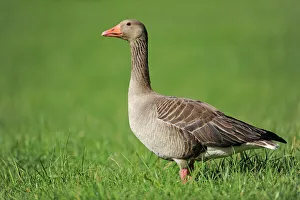 Greylag Goose -Anser anser- standing in a meadow, Erfurt, Thuringia, Germany Greylag Goose -Anser anser- standing in a meadow, Erfurt, Thuringia, Germany