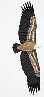 Griffon Vulture (Gyps fulvus), adult, underside Griffon Vulture (Gyps fulvus), adult, underside