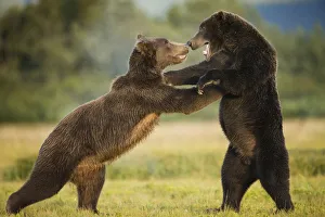 Grizzly Bears, Katmai National Park, Alaska Grizzly Bears, Katmai National Park, Alaska