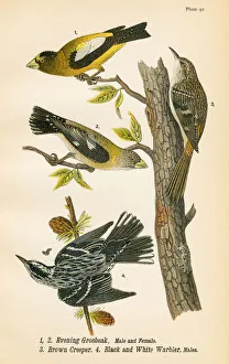 Grossbeak and Warbler bird lithograph 1890 Grossbeak and Warbler bird lithograph 1890