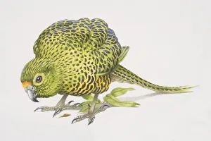 Ground Parrot (Pezoporus wallicus), side view Ground Parrot (Pezoporus wallicus), side view
