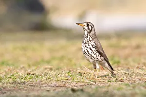 Groundscraper Thrush -Psophocichla litsipsirupa-, Etosha National Park, Namibia