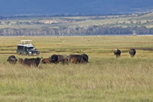 Group of African Buffalo -Syncerus caffer- in front of an off-road vehicle Group of African Buffalo -Syncerus caffer- in front of an off-road vehicle