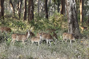 Group of axis deer, chitals -Axis axis-, Mudumalai National Park, Tamil Nadu, Tamilnadu Group of axis deer, chitals -Axis axis-, Mudumalai National Park, Tamil Nadu, Tamilnadu
